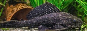 best discus tank mates Hypostomus plecostomus