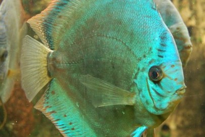 are discus fish hard to keep