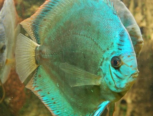 are discus fish hard to keep