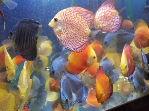 assorted discus fish - 3 inch
