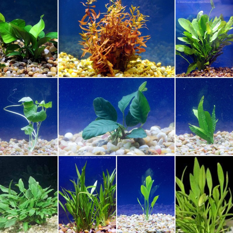 Large Live Aquarium Plant Bundle Plants for Discus Tanks