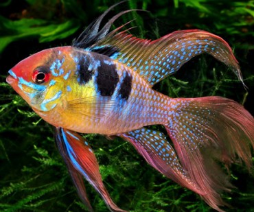 Quality Discus Fish For Sale Online | Discus Guy