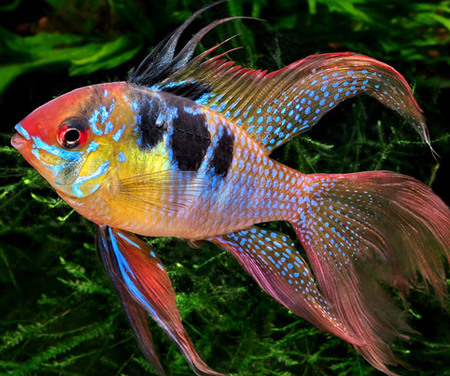 best discus fish for sale