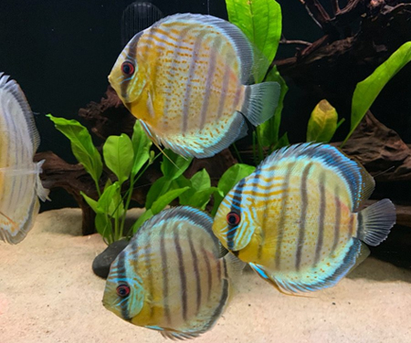 best discus fish food