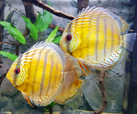 discus fish store