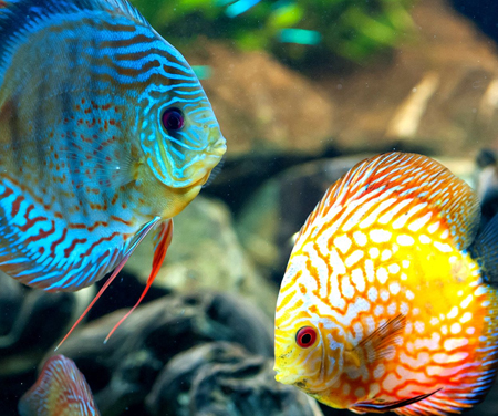 Discus Fish for sale